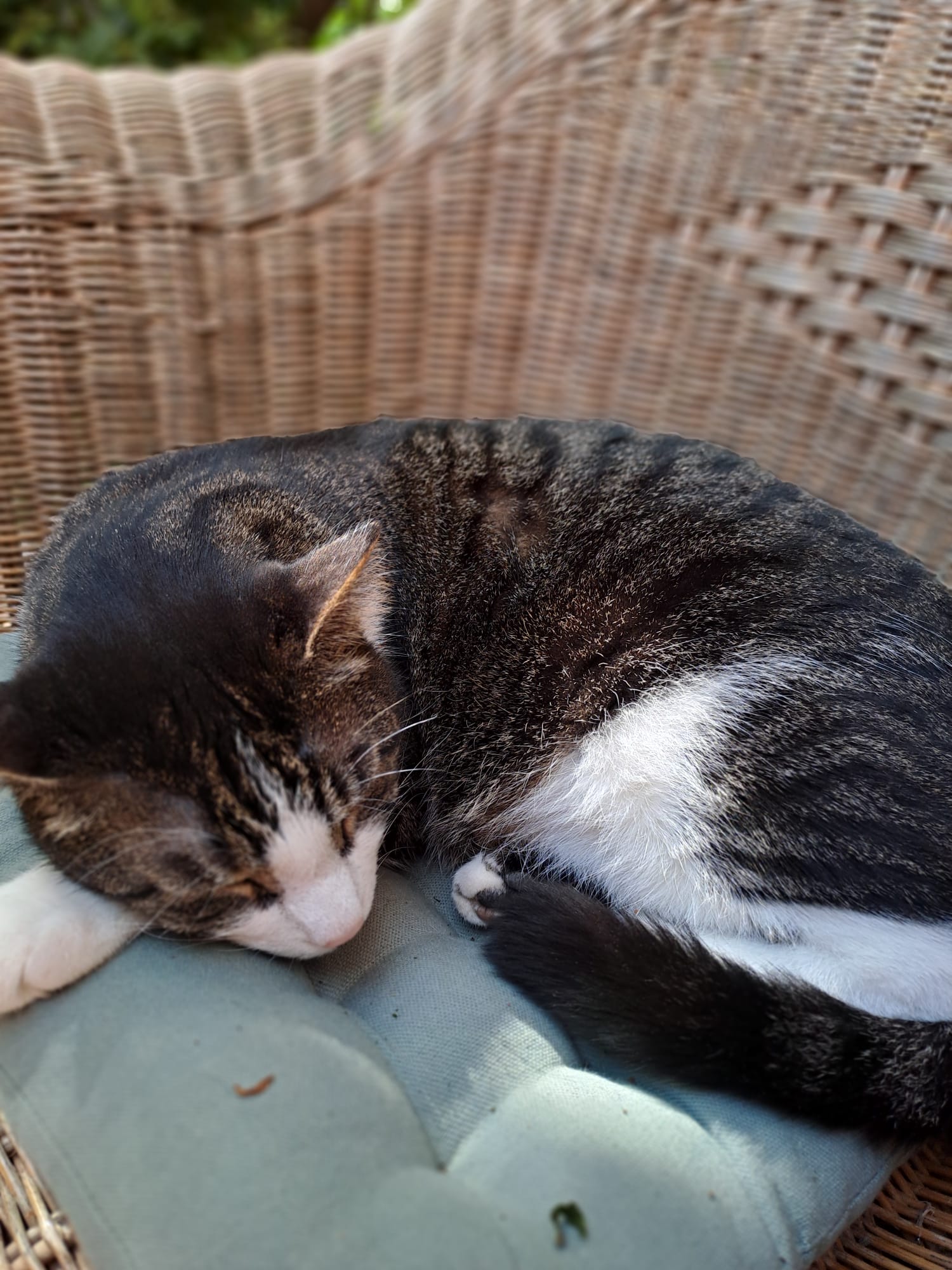 Findus